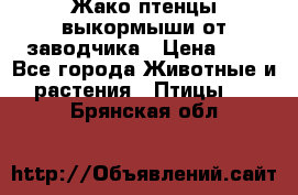 Жако птенцы выкормыши от заводчика › Цена ­ 1 - Все города Животные и растения » Птицы   . Брянская обл.